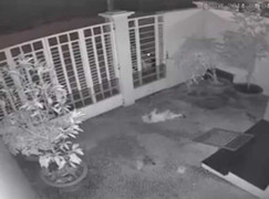 Clip: 2 gã đi xe máy dùng súng điện trộm chó trong đêm