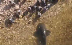 Chuyện lạ: Cá bắt chim bồ câu siêu đẳng