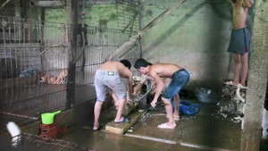 Rơi nước mắt xem clip chó bị nhồi tàn bạo trước khi bán làm thịt