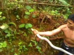 Clip: Liều mạng tay không bắt rắn hổ mang giữa rừng