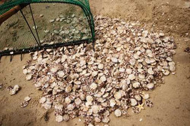 Video: Nhím biển dày đặc bất thường tấn công bãi tắm Nha Trang