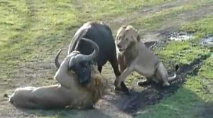 Video: Trâu rừng cô độc đánh tan tác bầy sư tử