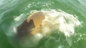 Bàng hoàng cảnh cá mú khổng lồ nuốt trọn cá mập