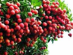 Ocean Mart hỗ trợ tiêu thụ nông sản vùng miền