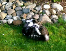 Clip: Trận chiến ác liệt giữa 2 'sư phụ của loài hổ'