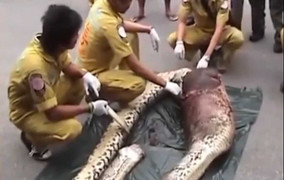 Nuốt trộm con lợn, trăn khủng chết nghẹn