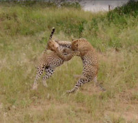 Clip: 2 con báo đánh nhau, bầy linh cầu đứng 'cổ vũ'