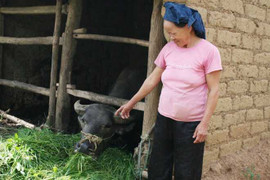 Bí ẩn những vụ trâu bị trộm xẻ thịt trong đêm