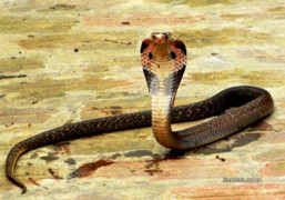 Rắn hổ mang đứt đầu vẫn cắn chết người