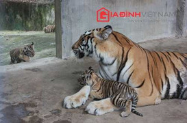 Tiết lộ vườn thú ‘khủng’ của đại gia Lê Thanh Thản