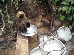 Ngộ nghĩnh clip khỉ mẹ vừa cõng con vừa rửa bát