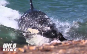 Clip: Cá voi sát thủ bắt hải cẩu ngay trên bờ
