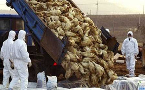 Clip: Toàn cảnh tiêu hủy đàn vịt nhiễm H5N1