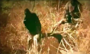 Clip: Câu trăn bằng... chân người