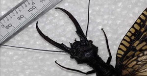 Video: Phát hiện côn trùng khổng lồ như quái vật dưới nước