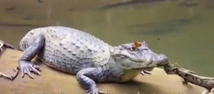 Clip hiếm: Ong, bướm cùng uống nước mắt cá sấu