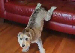 Phì cười clip chú chó chống đẩy