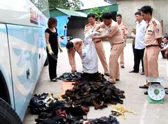 Truy tìm hành khách bỏ lại bao tải chân tay gấu