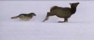 Nín thở theo dõi cuộc săn mồi của sói