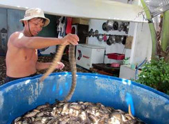 Săn rắn biển làm mồi nhậu: Nguy hiểm mà vẫn ham