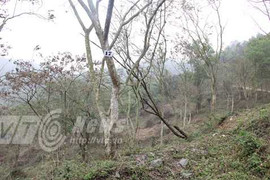 Rừng sưa ngàn cây và cuộc chiến khốc liệt chống sưa tặc