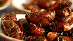 Món ăn từ gián: Đặc sản đắt tiền của người Trung Quốc