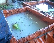 Rùng mình cảnh ngâm chuối bằng hóa chất Trung Quốc