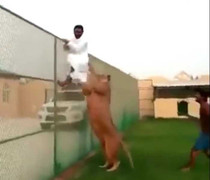 Hài hước chú sư tử chỉ thích cắn mông người