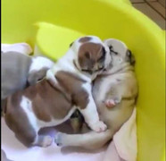 Clip 2 chú chó con ôm hôn thắm thiết