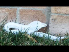 Hổ chúa cực độc trắng toát xuất hiện làm náo động thành phố