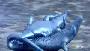 Clip: Hai con cá sấu sát thủ đại chiến giành lãnh địa