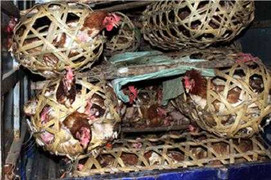 Cận cảnh 700kg gà thải Trung Quốc xâm nhập Việt Nam