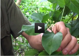 Những cái chết lãng xẹt với lá ngón