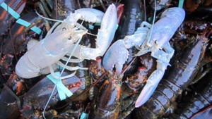 Phát hiện tôm hùm bạch tạng