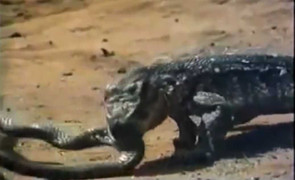 Clip: Rắn hổ đại chiến rồng Komodo, bầy chồn cổ vũ