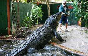 Clip: Cá sấu quái vật 'khủng' nhất thế giới