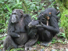 22 triệu người có thể bị Ebola tấn công bất cứ lúc nào