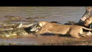Clip: Sư tử lao xuống sông vả cá sấu tới tấp