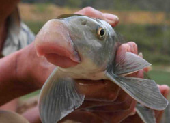 Những món ăn giá 'chát' nhất Việt Nam