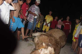 Bò điên lao loạn xạ, 6 người bị thương