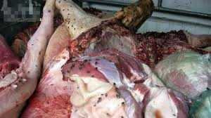 Rùng mình xe khách giường nằm chở 1 tạ thịt lợn thối