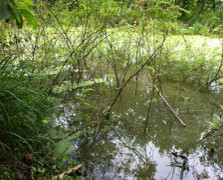 Màn kịch của gã trai giết người tình, giấu xác dưới ao