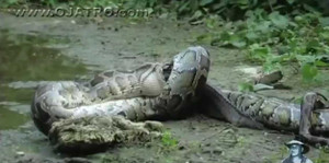 Clip: Trăn 'khủng' nuốt trọn cá sấu