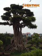 Bộ sưu tập 5.000 cây tiền tỷ của đại gia Phiến 'cá'