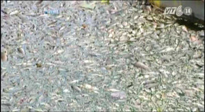 Clip: Hàng tấn cá chết nổi trắng hồ Thiền Quang, Hà Nội