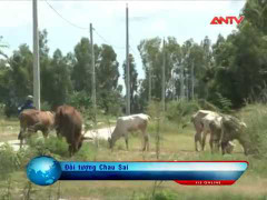 Nạn trộm trâu bò hoành hành vùng quê