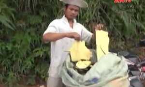 Phá rừng, bóc vỏ cây bán cho Trung Quốc