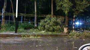 Hải Phòng: Cây đổ, biển quảng cáo bật văng