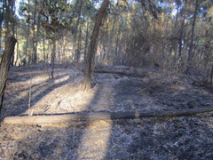 Hạt phó kiểm lâm hy sinh khi dập lửa cứu rừng