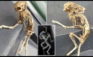 Phát hiện bộ xương kỳ lạ giống sinh vật ngoài hành tinh